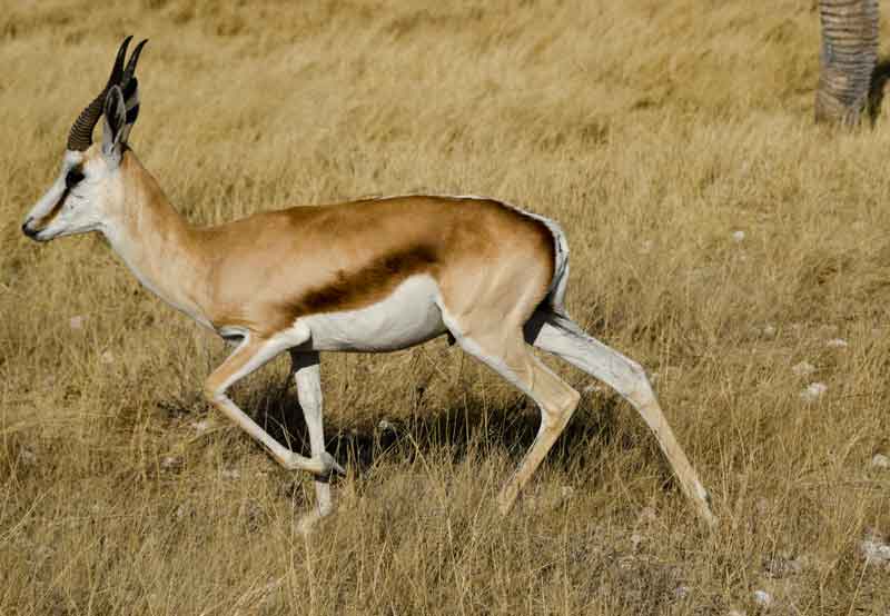 217 - Namibia - antilope Springbok - parque nacional de Etosha